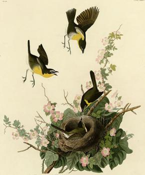 John James Audubon : Yellow breasted chat